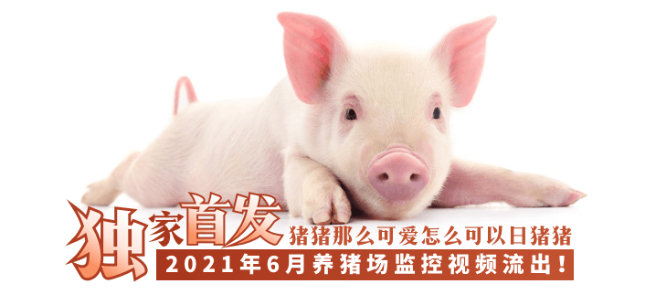 【独家首发】2021年6月养猪场监控视频流出！！！